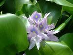 fleur
